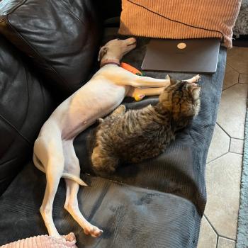 chaton Sibérien brown mackerel tabby Ariane Elevage chats sibériens Chatterie Ovilloise - Comportementaliste félin