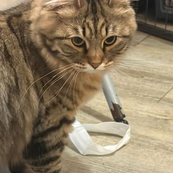 chaton Sibérien brown mackerel tabby Ariane Elevage chats sibériens Chatterie Ovilloise - Comportementaliste félin