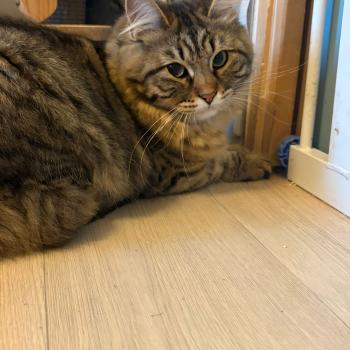 chaton Sibérien brown mackerel tabby Ariane Elevage chats sibériens Chatterie Ovilloise - Comportementaliste félin