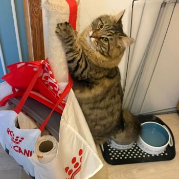 chaton Sibérien brown mackerel tabby Ariane Elevage chats sibériens Chatterie Ovilloise - Comportementaliste félin