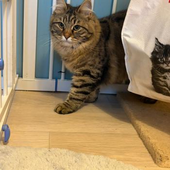 chaton Sibérien brown mackerel tabby Ariane Elevage chats sibériens Chatterie Ovilloise - Comportementaliste félin