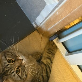 chaton Sibérien brown mackerel tabby Ariane Elevage chats sibériens Chatterie Ovilloise - Comportementaliste félin