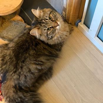 chaton Sibérien brown mackerel tabby Ariane Elevage chats sibériens Chatterie Ovilloise - Comportementaliste félin