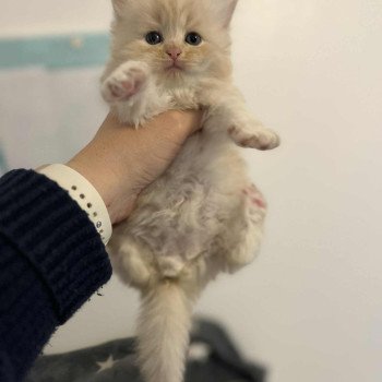 chaton Sibérien cream tabby Aro collier bleu Comportementaliste félin - Elevage chats sibériens