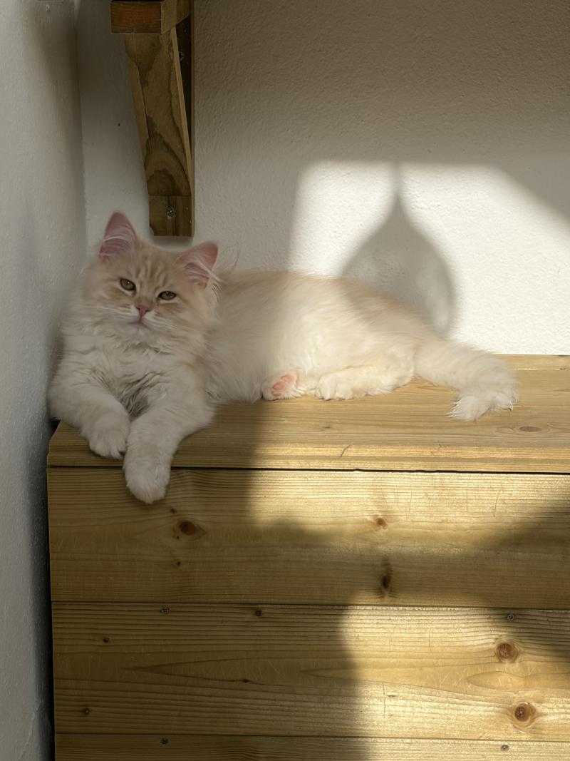 Aro collier bleu de l'Ovilloise Mâle Sibérien