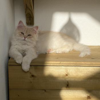 chaton Sibérien cream tabby Aro collier bleu Elevage chats sibériens Chatterie Ovilloise - Comportementaliste félin