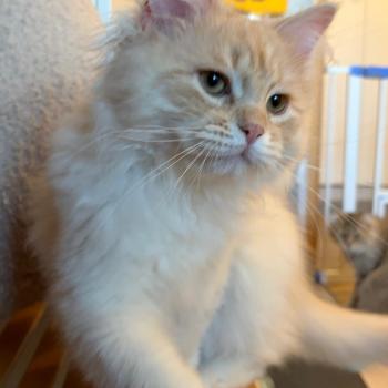 chaton Sibérien cream tabby Aro collier bleu Elevage chats sibériens Chatterie Ovilloise - Comportementaliste félin