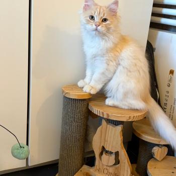 chaton Sibérien cream tabby Aro collier bleu Elevage chats sibériens Chatterie Ovilloise - Comportementaliste félin