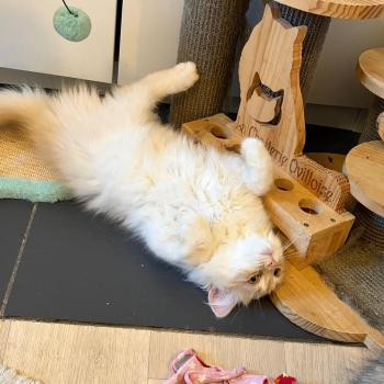 chaton Sibérien cream tabby Aro collier bleu Elevage chats sibériens Chatterie Ovilloise - Comportementaliste félin