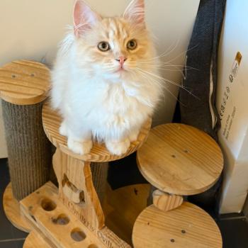 chaton Sibérien cream tabby Aro collier bleu Elevage chats sibériens Chatterie Ovilloise - Comportementaliste félin