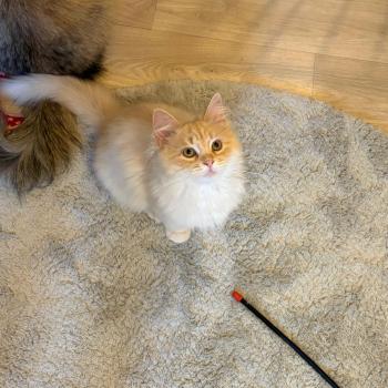 chaton Sibérien cream tabby Aro collier bleu Elevage chats sibériens Chatterie Ovilloise - Comportementaliste félin