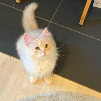 chaton Sibérien cream tabby Aro collier bleu Elevage chats sibériens Chatterie Ovilloise - Comportementaliste félin