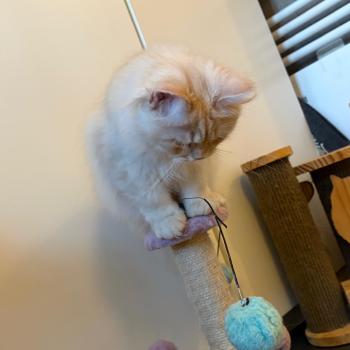 chaton Sibérien cream tabby Aro collier bleu Elevage chats sibériens Chatterie Ovilloise - Comportementaliste félin