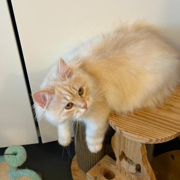 chaton Sibérien cream tabby Aro collier bleu Elevage chats sibériens Chatterie Ovilloise - Comportementaliste félin