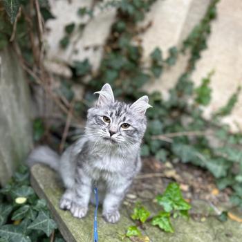 chaton Sibérien black silver mackerel tabby A'Mia Elevage chats sibériens Chatterie Ovilloise - Comportementaliste félin