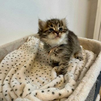 chaton Sibérien brown mackerel tabby Athéna, collier rose Comportementaliste félin - Élevage chats sibériens chaton Sibérien brown mackerel tabby Athéna, collier rose Comportementaliste félin - Élevage chats sibériens