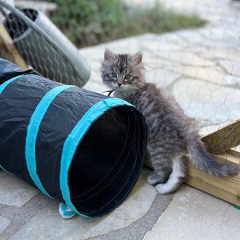 chaton Sibérien black silver mackerel tabby Atlas Comportementaliste félin - Élevage chats sibériens