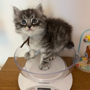 chaton Sibérien black silver mackerel tabby Atlas Comportementaliste félin - Élevage chats sibériens