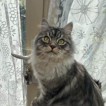chaton Sibérien black silver mackerel tabby Atlas Elevage chats sibériens Chatterie Ovilloise - Comportementaliste félin