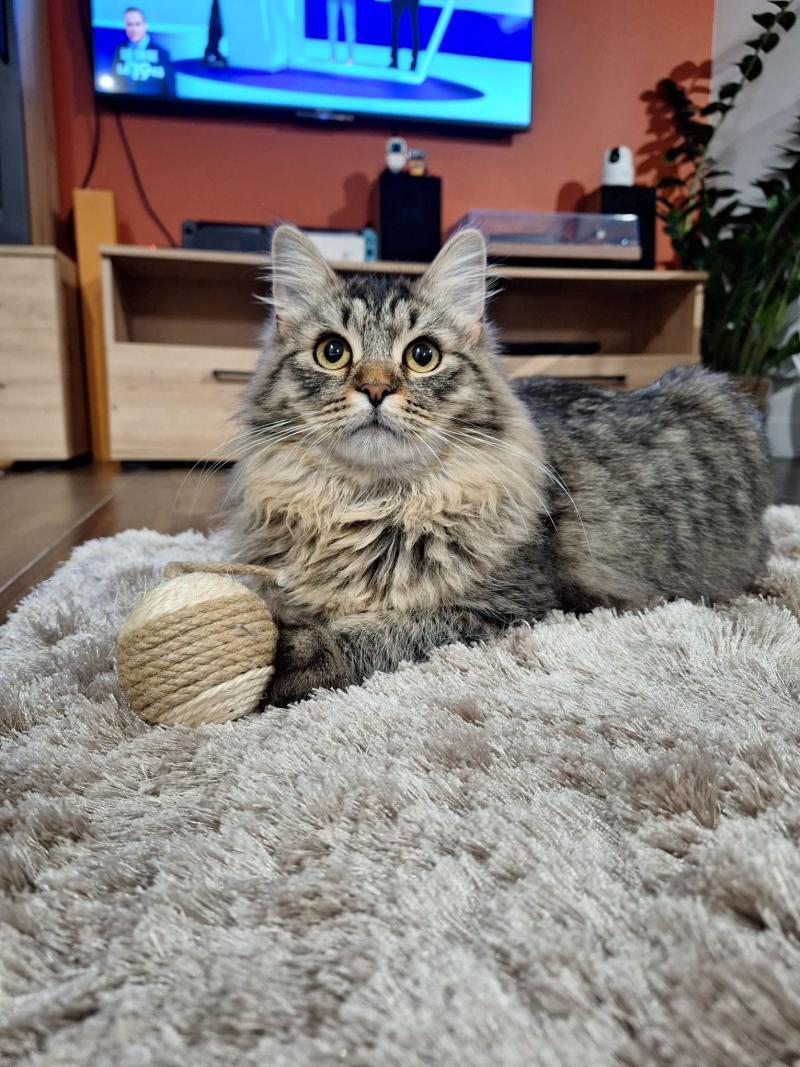 Oggy de l'Ovilloise Mâle Sibérien