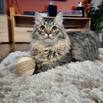 chaton Sibérien brown spotted tabby Oggy Elevage chats sibériens Chatterie Ovilloise - Comportementaliste félin