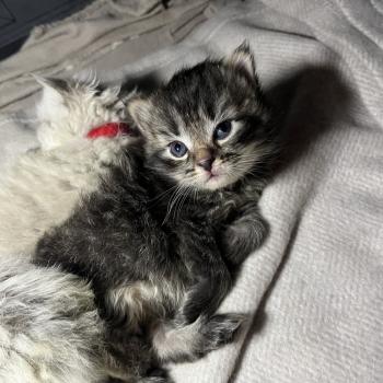chaton Sibérien brown spotted tabby Oggy Elevage chats sibériens Chatterie Ovilloise - Comportementaliste félin