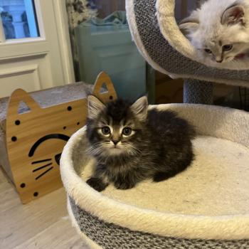 chaton Sibérien brown spotted tabby Oggy Elevage chats sibériens Chatterie Ovilloise - Comportementaliste félin