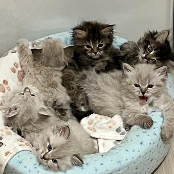 chaton Sibérien brown spotted tabby Oggy Elevage chats sibériens Chatterie Ovilloise - Comportementaliste félin