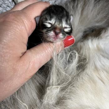 chaton Sibérien brown spotted tabby Oggy Elevage chats sibériens Chatterie Ovilloise - Comportementaliste félin