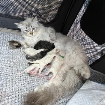 chaton Sibérien brown spotted tabby Oggy Elevage chats sibériens Chatterie Ovilloise - Comportementaliste félin