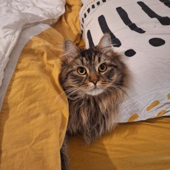 chaton Sibérien brown spotted tabby Oggy Elevage chats sibériens Chatterie Ovilloise - Comportementaliste félin