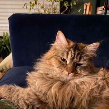chaton Sibérien brown spotted tabby Oggy Elevage chats sibériens Chatterie Ovilloise - Comportementaliste félin