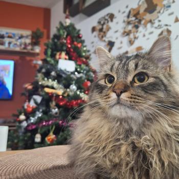 chaton Sibérien brown spotted tabby Oggy Elevage chats sibériens Chatterie Ovilloise - Comportementaliste félin