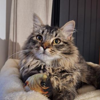 chaton Sibérien brown spotted tabby Oggy Elevage chats sibériens Chatterie Ovilloise - Comportementaliste félin