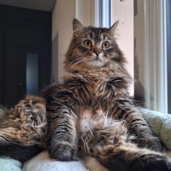 chaton Sibérien brown spotted tabby Oggy Elevage chats sibériens Chatterie Ovilloise - Comportementaliste félin