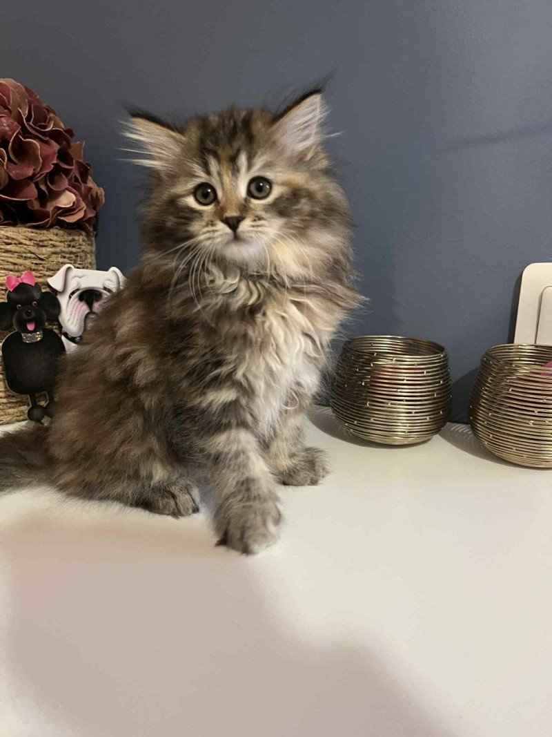 Aurore de l'Ovilloise Femelle Sibérien