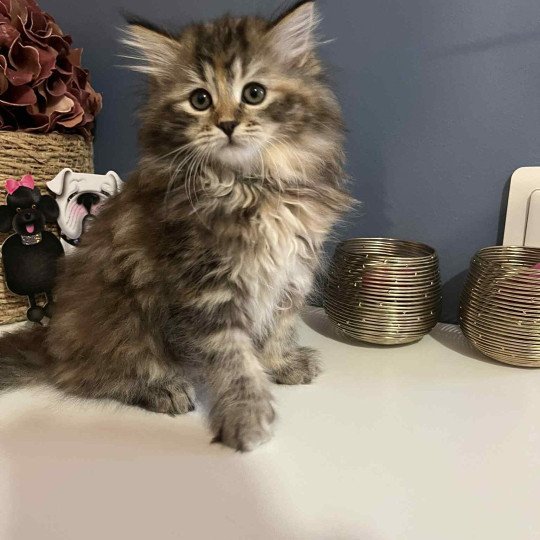 Aurore - Ava de l'Ovilloise Femelle Sibérien