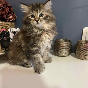 chaton Sibérien brown tortie blotched tabby Aurore Comportementaliste félin - Elevage chats sibériens