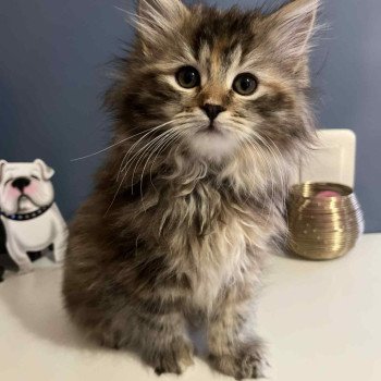 chaton Sibérien brown tortie blotched tabby Aurore Comportementaliste félin - Elevage chats sibériens
