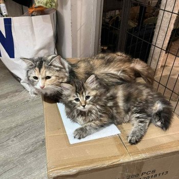 chaton Sibérien brown tortie blotched tabby Aurore Comportementaliste félin - Elevage chats sibériens