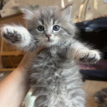 chaton Sibérien blue mackerel tabby Bambou Elevage chats sibériens Chatterie Ovilloise - Comportementaliste félin