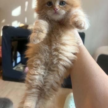 chaton Sibérien red Bourdon Elevage chats sibériens Chatterie Ovilloise - Comportementaliste félin
