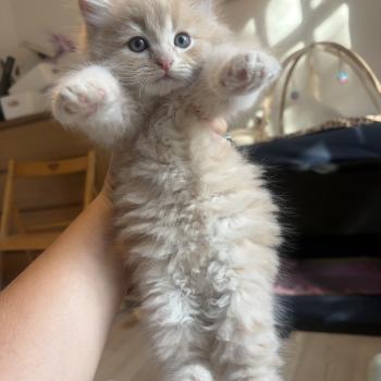 chaton Sibérien cream Basilic Elevage chats sibériens Chatterie Ovilloise - Comportementaliste félin