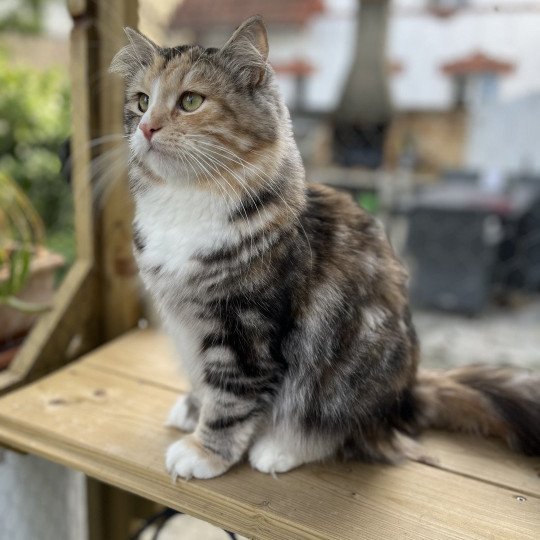 Brusnika Siberian Sapphire Femelle Sibérien