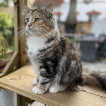 chat Sibérien black tortie silver blotched tabby & blanc Brusnika Comportementaliste félin - Elevage chats sibériens