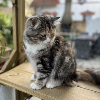 chat Sibérien black tortie silver blotched tabby & blanc Brusnika Comportementaliste félin - Elevage chats sibériens