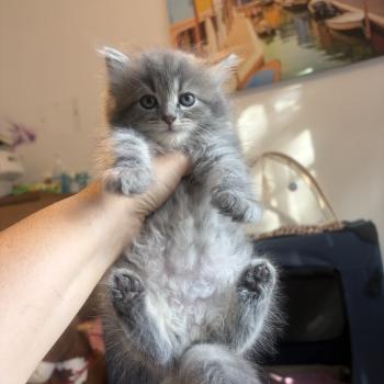 chaton Sibérien blue Bruyère Elevage chats sibériens Chatterie Ovilloise - Comportementaliste félin