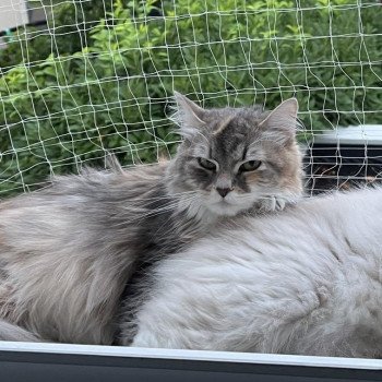 chat Sibérien Cajou Isabel La Chatterie Ovilloise