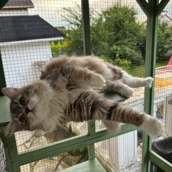 chat Sibérien Cajou Isabel La Chatterie Ovilloise