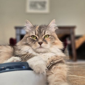 chat Sibérien Cajou Isabel La Chatterie Ovilloise - Comportementaliste félin et élevage familial de chats sibériens